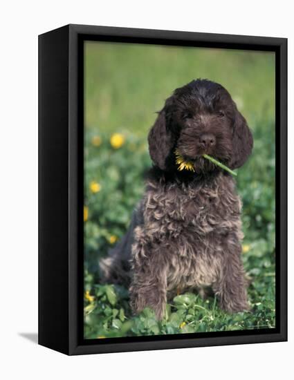 Korthal's Griffon / Wirehaired Pointing Griffon Puppy Eating Flower-Adriano Bacchella-Framed Premier Image Canvas