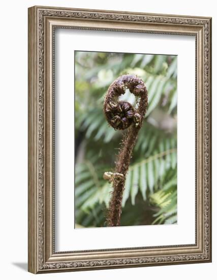 Koru Spiral Shaped Unfurling Silver Fern Fronds, Fiordland National Park, South Island-Stuart Black-Framed Photographic Print