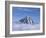 Koryaksky Volcano, 3456M High, Conical Andesite Volcano, Kamchatka, East Siberia, Russia-Anthony Waltham-Framed Photographic Print