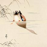 Scops Owl Flying under Cherry Blossoms-Koson Ohara-Giclee Print