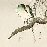 Scops Owl Flying under Cherry Blossoms-Koson Ohara-Giclee Print