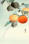 Sparrows and Wisteria-Koson Ohara-Giclee Print