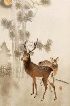 Peacock and Peahen on Branch-Koson Ohara-Giclee Print