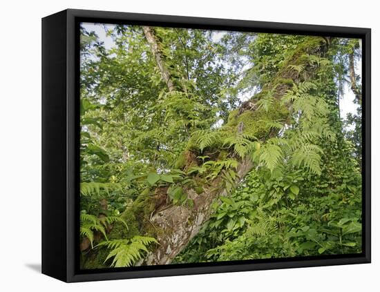 Kosrae, Micronesia. Ferns and other tropical plants climb a tree.-Yvette Cardozo-Framed Premier Image Canvas