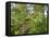 Kosrae, Micronesia. Ferns and other tropical plants climb a tree.-Yvette Cardozo-Framed Premier Image Canvas