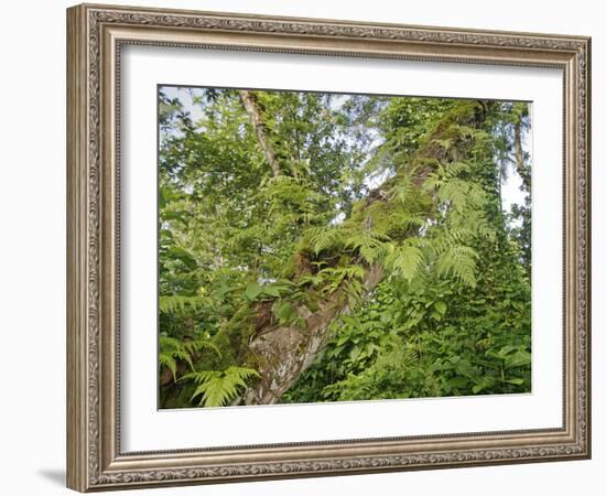 Kosrae, Micronesia. Ferns and other tropical plants climb a tree.-Yvette Cardozo-Framed Photographic Print