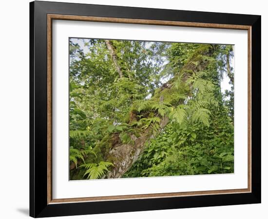 Kosrae, Micronesia. Ferns and other tropical plants climb a tree.-Yvette Cardozo-Framed Photographic Print