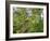 Kosrae, Micronesia. Ferns and other tropical plants climb a tree.-Yvette Cardozo-Framed Photographic Print