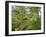 Kosrae, Micronesia. Ferns and other tropical plants climb a tree.-Yvette Cardozo-Framed Photographic Print