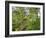 Kosrae, Micronesia. Ferns and other tropical plants climb a tree.-Yvette Cardozo-Framed Photographic Print