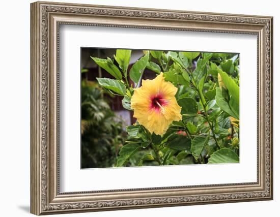 Kosrae, Micronesia. Hibiscus flower growing on bush.-Yvette Cardozo-Framed Photographic Print