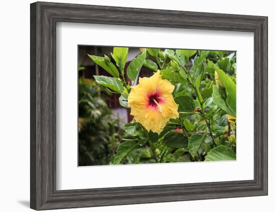 Kosrae, Micronesia. Hibiscus flower growing on bush.-Yvette Cardozo-Framed Photographic Print