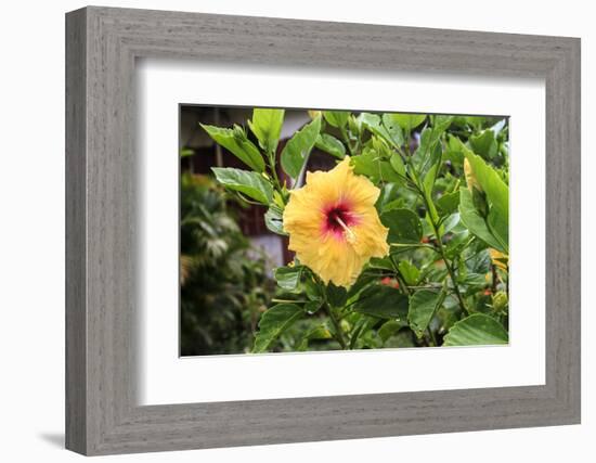 Kosrae, Micronesia. Hibiscus flower growing on bush.-Yvette Cardozo-Framed Photographic Print