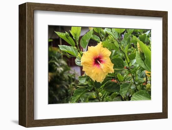 Kosrae, Micronesia. Hibiscus flower growing on bush.-Yvette Cardozo-Framed Photographic Print