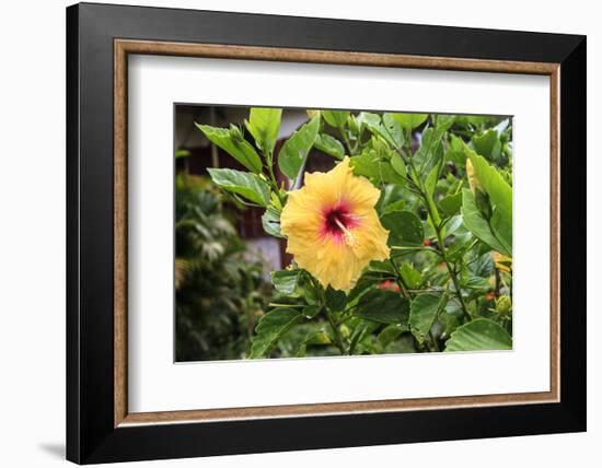 Kosrae, Micronesia. Hibiscus flower growing on bush.-Yvette Cardozo-Framed Photographic Print