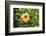 Kosrae, Micronesia. Hibiscus flower growing on bush.-Yvette Cardozo-Framed Photographic Print