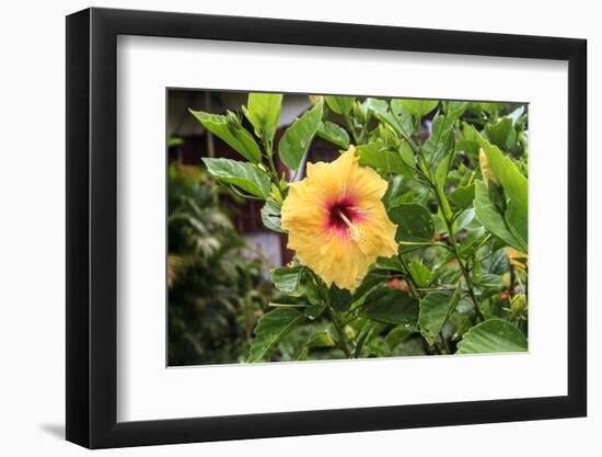 Kosrae, Micronesia. Hibiscus flower growing on bush.-Yvette Cardozo-Framed Photographic Print