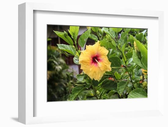 Kosrae, Micronesia. Hibiscus flower growing on bush.-Yvette Cardozo-Framed Photographic Print