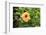 Kosrae, Micronesia. Hibiscus flower growing on bush.-Yvette Cardozo-Framed Photographic Print