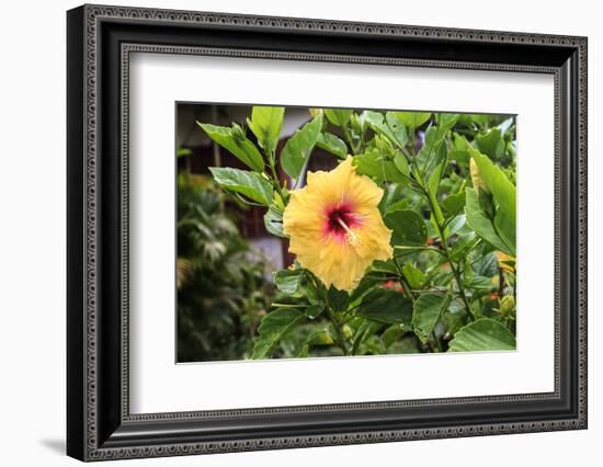 Kosrae, Micronesia. Hibiscus flower growing on bush.-Yvette Cardozo-Framed Photographic Print