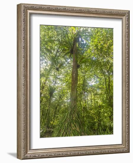 Kosrae, Micronesia. Ka tree covered with ferns in Yela, a protected ka forest.-Yvette Cardozo-Framed Photographic Print