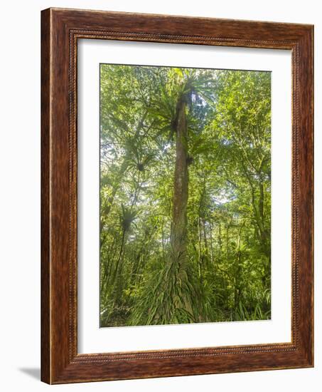 Kosrae, Micronesia. Ka tree covered with ferns in Yela, a protected ka forest.-Yvette Cardozo-Framed Photographic Print