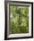 Kosrae, Micronesia. Ka tree covered with ferns in Yela, a protected ka forest.-Yvette Cardozo-Framed Photographic Print