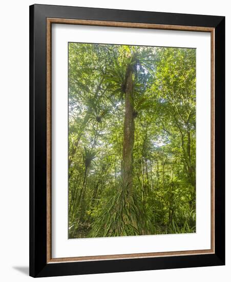 Kosrae, Micronesia. Ka tree covered with ferns in Yela, a protected ka forest.-Yvette Cardozo-Framed Photographic Print