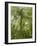 Kosrae, Micronesia. Ka tree covered with ferns in Yela, a protected ka forest.-Yvette Cardozo-Framed Photographic Print