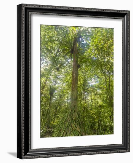 Kosrae, Micronesia. Ka tree covered with ferns in Yela, a protected ka forest.-Yvette Cardozo-Framed Photographic Print