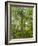 Kosrae, Micronesia. Ka tree covered with ferns in Yela, a protected ka forest.-Yvette Cardozo-Framed Photographic Print