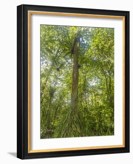 Kosrae, Micronesia. Ka tree covered with ferns in Yela, a protected ka forest.-Yvette Cardozo-Framed Photographic Print