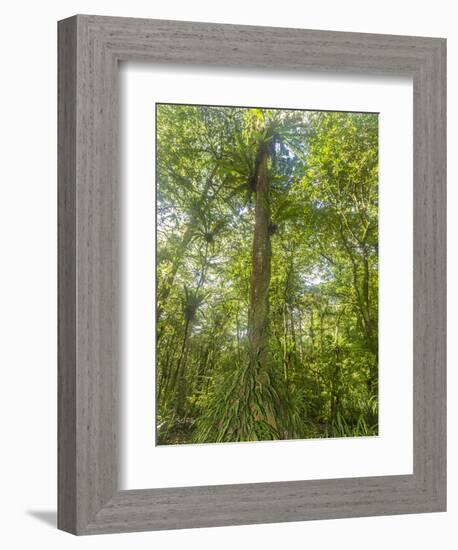 Kosrae, Micronesia. Ka tree covered with ferns in Yela, a protected ka forest.-Yvette Cardozo-Framed Photographic Print