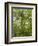 Kosrae, Micronesia. Ka tree covered with ferns in Yela, a protected ka forest.-Yvette Cardozo-Framed Photographic Print