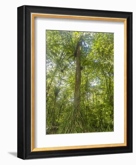 Kosrae, Micronesia. Ka tree covered with ferns in Yela, a protected ka forest.-Yvette Cardozo-Framed Photographic Print