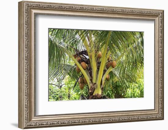 Kosrae, Micronesia. Ripe coconuts growing on a coconut tree.-Yvette Cardozo-Framed Photographic Print
