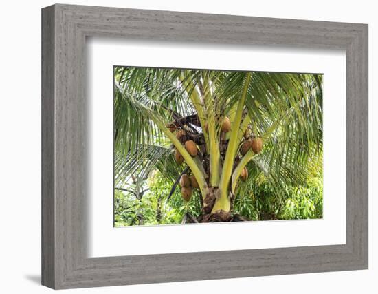 Kosrae, Micronesia. Ripe coconuts growing on a coconut tree.-Yvette Cardozo-Framed Photographic Print