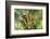 Kosrae, Micronesia. Ripe coconuts growing on a coconut tree.-Yvette Cardozo-Framed Photographic Print