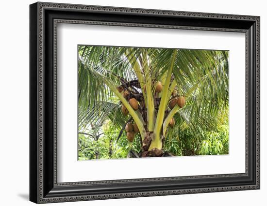 Kosrae, Micronesia. Ripe coconuts growing on a coconut tree.-Yvette Cardozo-Framed Photographic Print