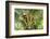 Kosrae, Micronesia. Ripe coconuts growing on a coconut tree.-Yvette Cardozo-Framed Photographic Print