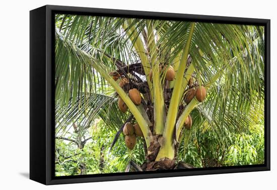 Kosrae, Micronesia. Ripe coconuts growing on a coconut tree.-Yvette Cardozo-Framed Premier Image Canvas