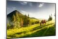 Photographic Print