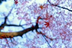 Color of Japan-Kouji Tomihisa-Photographic Print