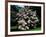 Kousa Dogwood trees (Cornus kousa) in a garden, United States National Arboretum, Washington DC...-null-Framed Photographic Print