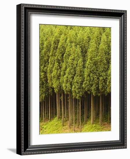 Koya Sugi Cedar Trees-Robert Essel-Framed Photographic Print