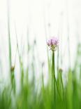 Flowering Chives-Kr?ger & Gross-Framed Photographic Print