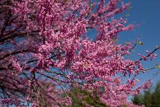 Japanese Cherry Blossom-Krakatuk-Photographic Print