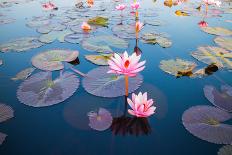 Beautiful Lotus Flower Outdoor-kridsada tipchot-Framed Premier Image Canvas