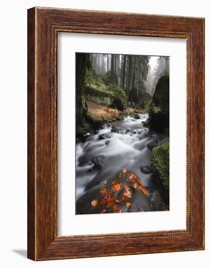 Krinice River Flowing Past Large Rocks in Forest, Kyov, Ceske Svycarsko, Czech Republic, November-Ruiz-Framed Photographic Print