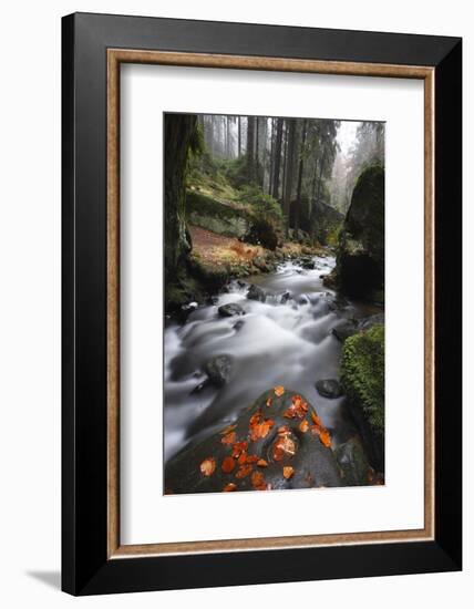 Krinice River Flowing Past Large Rocks in Forest, Kyov, Ceske Svycarsko, Czech Republic, November-Ruiz-Framed Photographic Print